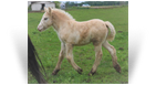 ~Northern Lights Serena~ '19 Palomino Sabino Filly by Coop - NY